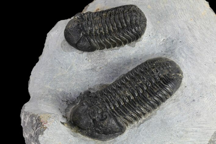 Morocconites & Austerops Trilobites - Ofaten, Morocco #119634